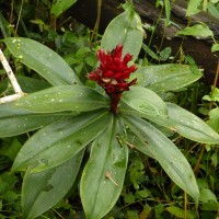 Hellenia speciosa (J.Koenig) S.R.Dutta